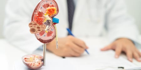 An urologist with a kidney model analyses the anatomical conditions of the kidney.