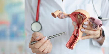 A doctor holding the sectional model of the vagina illustrating vaginal fistulas.