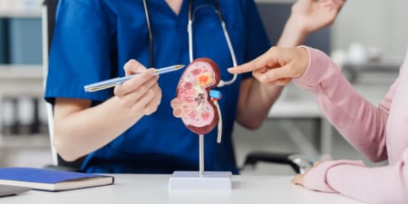 An urologist points to a kidney model for kidney health problems.