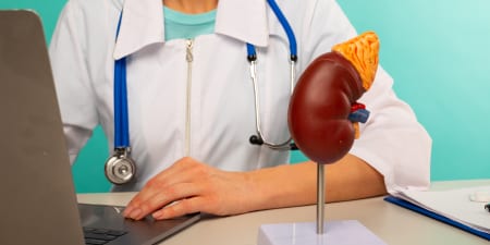 An urologist with a model of kidney and adrenal gland highlights tumors in kidney and ureter.