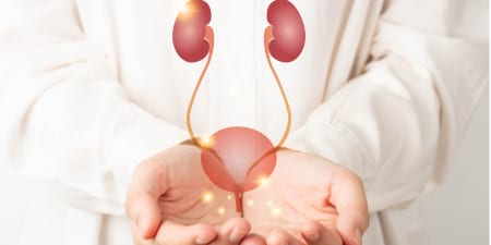 An urologist holding a model of urinary system for ureteric stricture treatment.