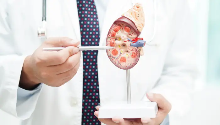 An urologist points to a kidney model highlighting the benefits of undergoing ureteroscopy.