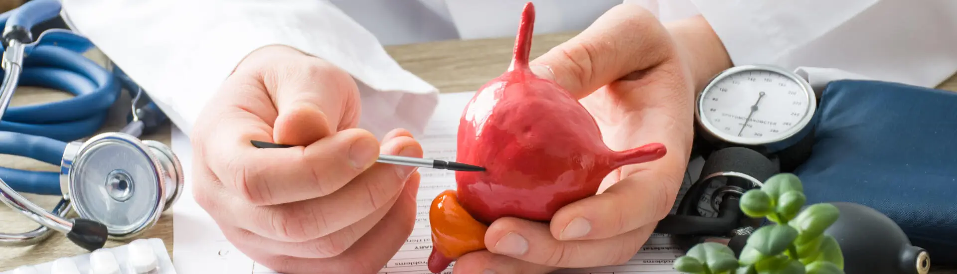 An urologist pointing to a urinary bladder model to raise awareness on urinary bladder cancer.