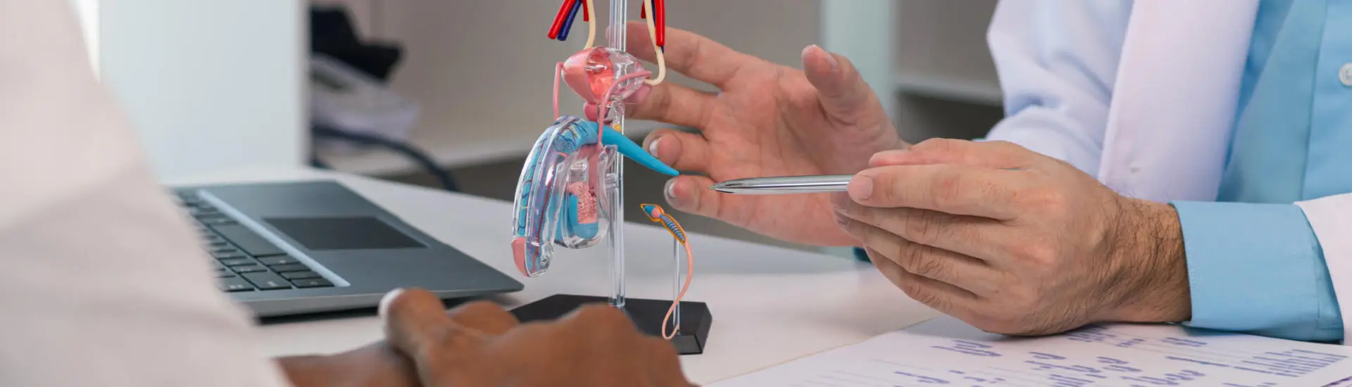 An urologist pointing to a model of male reproductive system for testicular cancer.