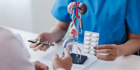 An urologist with a prostrate model explaining the treatments for prostate issues.
