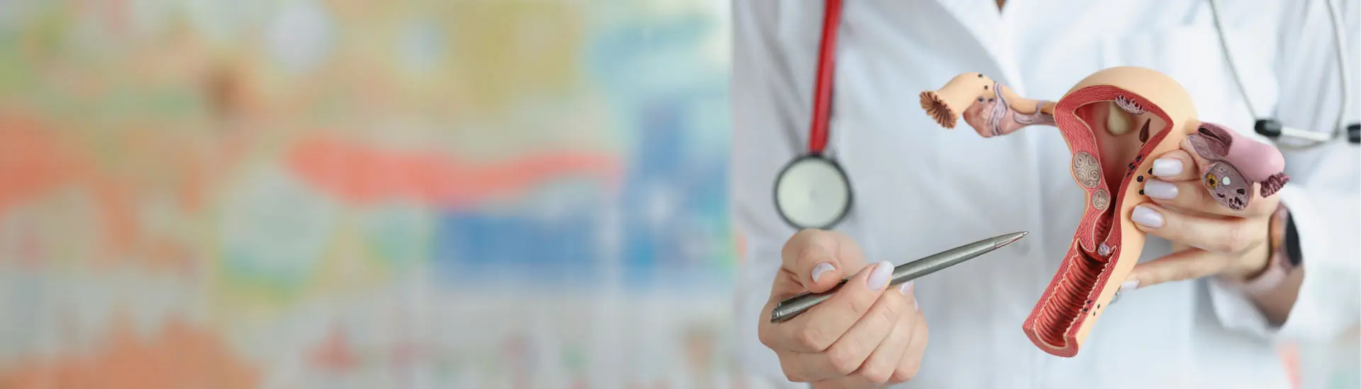 An urologist points a model of female reproductive organ for vaginal fistula.