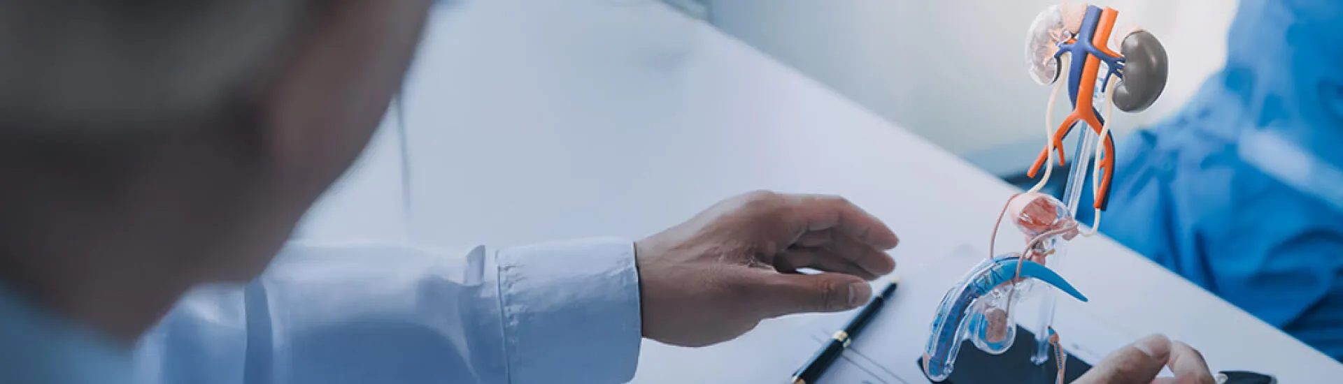 An urologist pointing to a model of male urinary system illustrating stricture urethra.