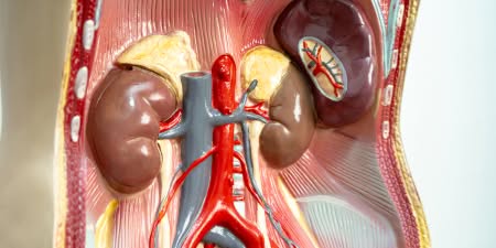 A model of a human urinary system depicting the structural irregularities of the kidneys.